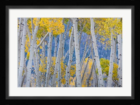 Framed Aspen Trees In Autumn At Fishlake National Forest, Utah Print