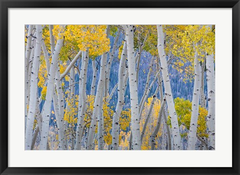 Framed Aspen Trees In Autumn At Fishlake National Forest, Utah Print