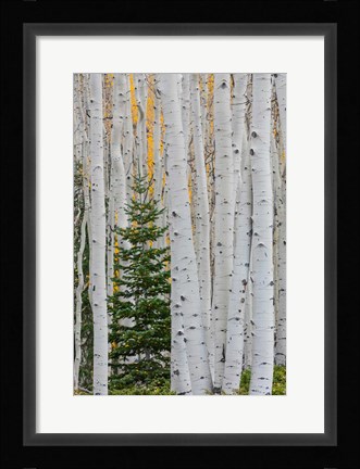 Framed Conifer Tree In An Aspen Forest Print