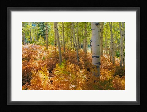 Framed Bracken Ferns And Aspen Trees, Utah Print