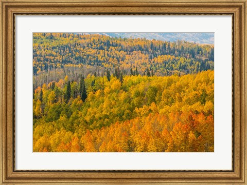 Framed Manti-La Sal National Forest In Autumn, Utah Print