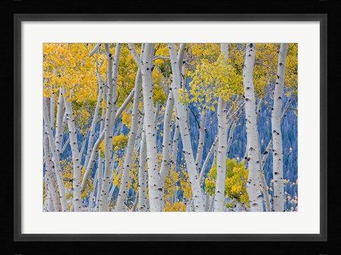 Framed Aspen Trees In Autumn, Utah Print