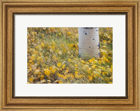 Framed Aspen Leaves In Grass Print