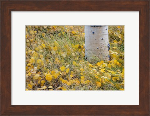 Framed Aspen Leaves In Grass Print