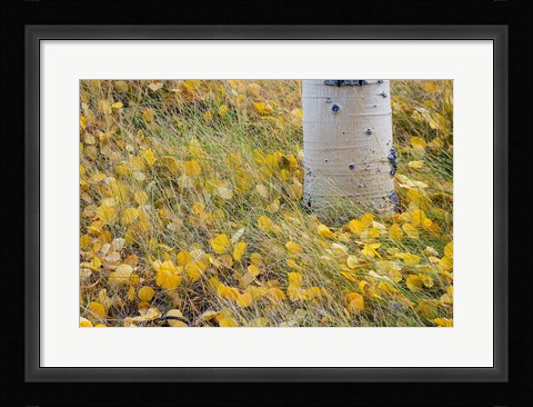 Framed Aspen Leaves In Grass Print