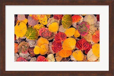 Framed Autumn Aspen Leaves In A Pool Print