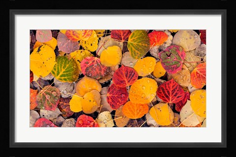 Framed Autumn Aspen Leaves In A Pool Print