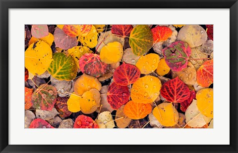 Framed Autumn Aspen Leaves In A Pool Print