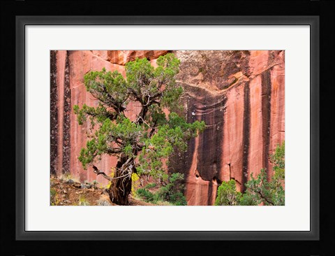 Framed Juniper Tree And A Cliff Streaked With Desert Varnish, Utah Print