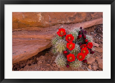 Framed Red Flowers Of A Claret Cup Cactus In Bloom Print