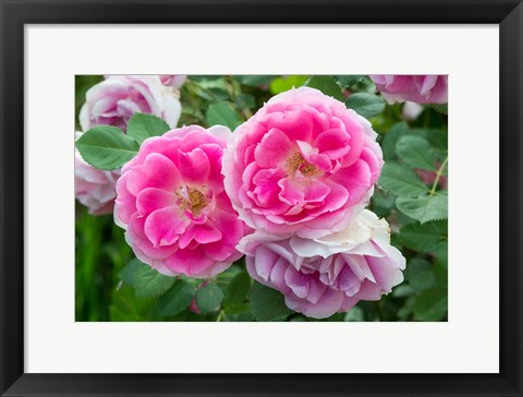 Framed Close-Up Of Pink Roses, Utah Print