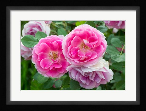 Framed Close-Up Of Pink Roses, Utah Print