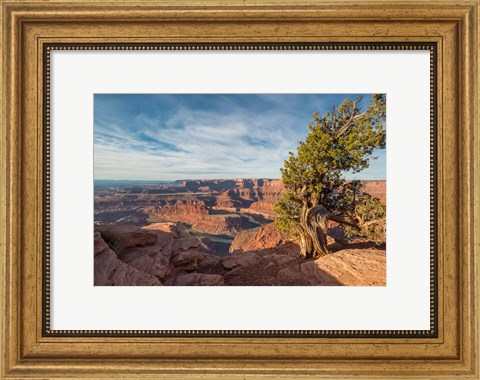 Framed Juniper Tree At Dead Horse Point State Park Print