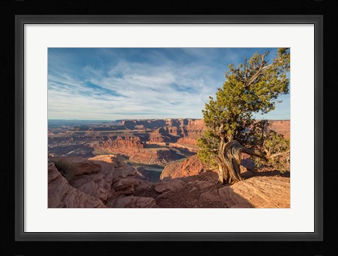 Framed Juniper Tree At Dead Horse Point State Park Print