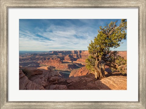 Framed Juniper Tree At Dead Horse Point State Park Print