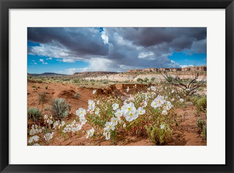 Framed Evening Primrose In The Grand Staircase Escalante National Monument Print