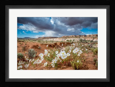 Framed Evening Primrose In The Grand Staircase Escalante National Monument Print