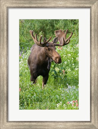 Framed Bull Moose In Wildflowers, Utah Print