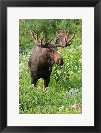 Framed Bull Moose In Wildflowers, Utah Print