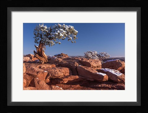 Framed Lone Pine At Dead Horse Point, Canyonlands National Park, Utah Print