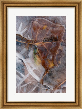 Framed Frozen Aspen Leaf In A Stream Print