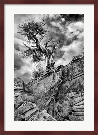 Framed Desert Juniper Tree Growing Out Of A Canyon Wall, Utah (BW) Print