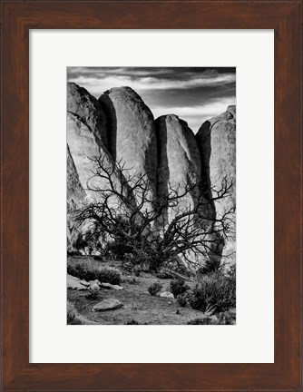 Framed Gnarled Tree Against Stone Fins, Arches National Park, Utah (BW) Print
