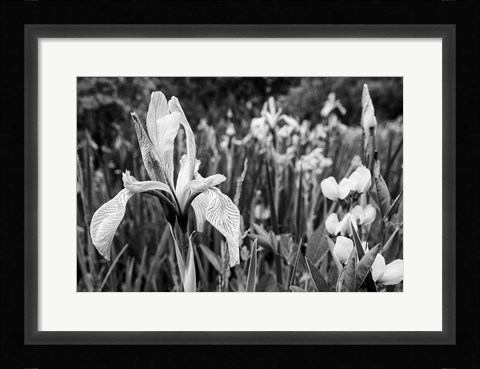 Framed Wild Iris Field In The Manti-La Sal National Forest, Utah (BW) Print