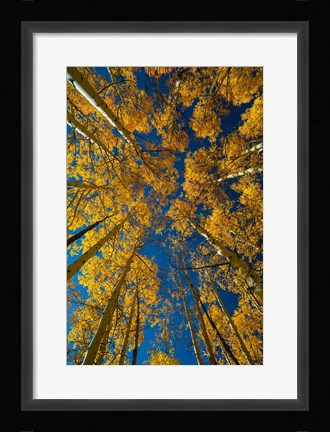 Framed Autumn Aspenat  Big Cottonwood Canyon, Utah Print