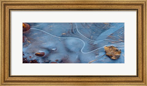 Framed Frozen Leaf Surrounded By Ice Print