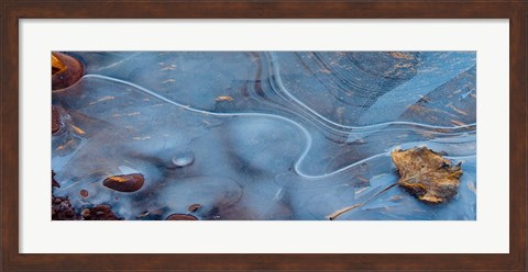 Framed Frozen Leaf Surrounded By Ice Print