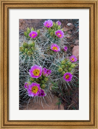 Framed Whipple&#39;s Fishhook Cactus Blooming And With Buds Print