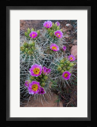 Framed Whipple's Fishhook Cactus Blooming And With Buds Print
