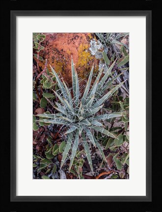 Framed Yucca Plant, Utah Print