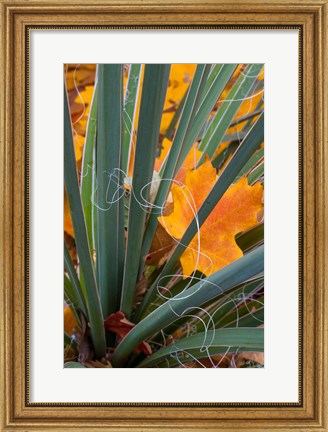 Framed Detail Of Yucca And Yellow Maple Leaves Print