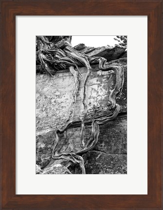 Framed Desert Juniper Tree Growing Out Of A Canyon Wall (BW) Print