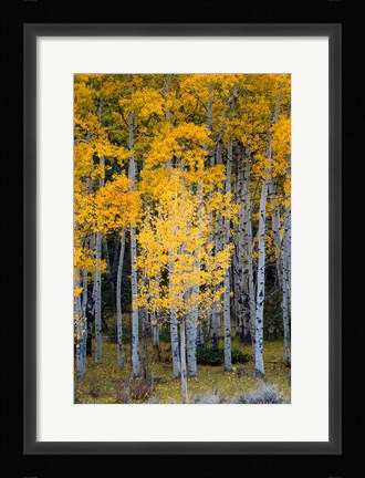 Framed Yellow Aspens In The Flaming Gorge National Recreation Area, Utah Print