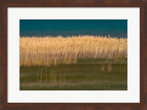 Framed Grasses Blowing In The Breeze Along The Shore Of Bear Lake, Utah Print