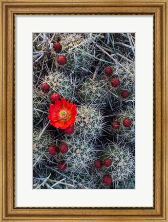 Framed Claret Cup Cactus With Buds Print
