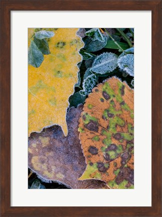 Framed Frost Covered Aspen Leaves And Clover Print