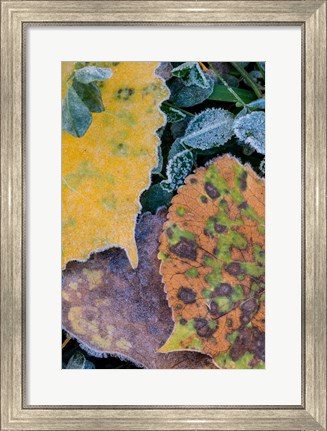 Framed Frost Covered Aspen Leaves And Clover Print