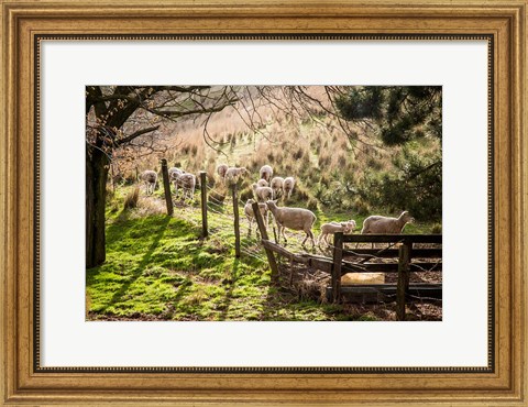 Framed Sheep And Spring Lambs Print