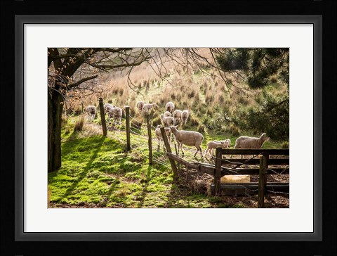 Framed Sheep And Spring Lambs Print