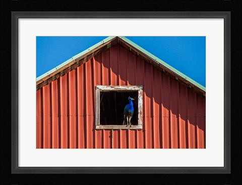Framed Peacock In A Barn Window Print