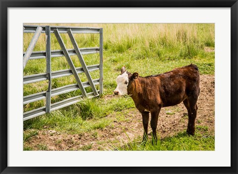 Framed Cow At Pasture Print