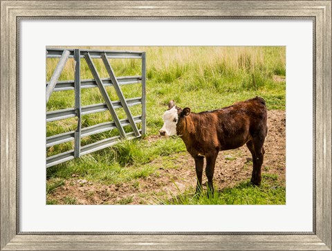 Framed Cow At Pasture Print