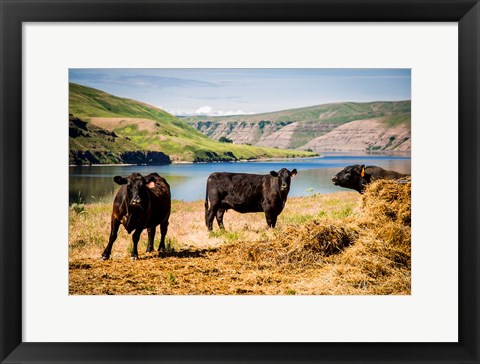 Framed Cows On The Northern Bank Of Snake River Print