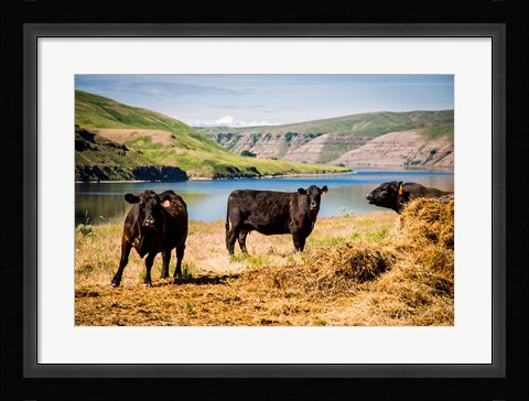 Framed Cows On The Northern Bank Of Snake River Print
