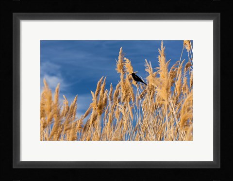 Framed Red-Winged Blackbird On Ravenna Grass Print