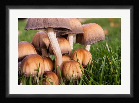 Framed Cluster Of Mushrooms Print